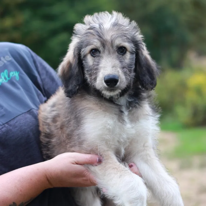 A baby medium-sized male Aussiedoodle dog named CT Paulie avail Sep for adoption in Stormville, NY