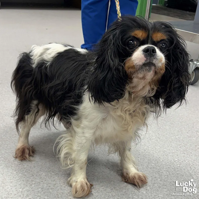 An adult small-sized female Cavalier King Charles Spaniel dog named Harp for adoption in Washington, DC