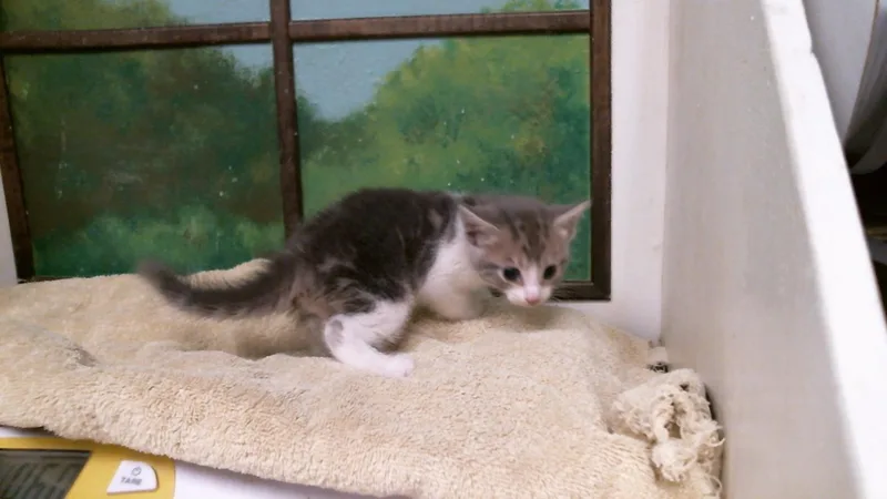 A baby small-sized male Domestic Short Hair cat named Duke for adoption in Houston, TX