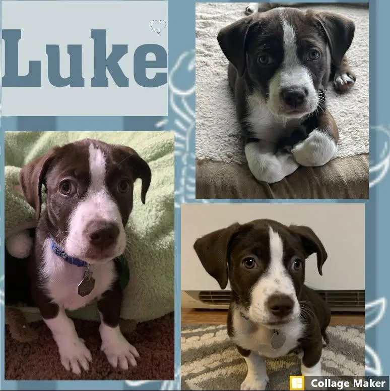 A baby medium-sized male Terrier dog named Luke for adoption in Clearfield, PA