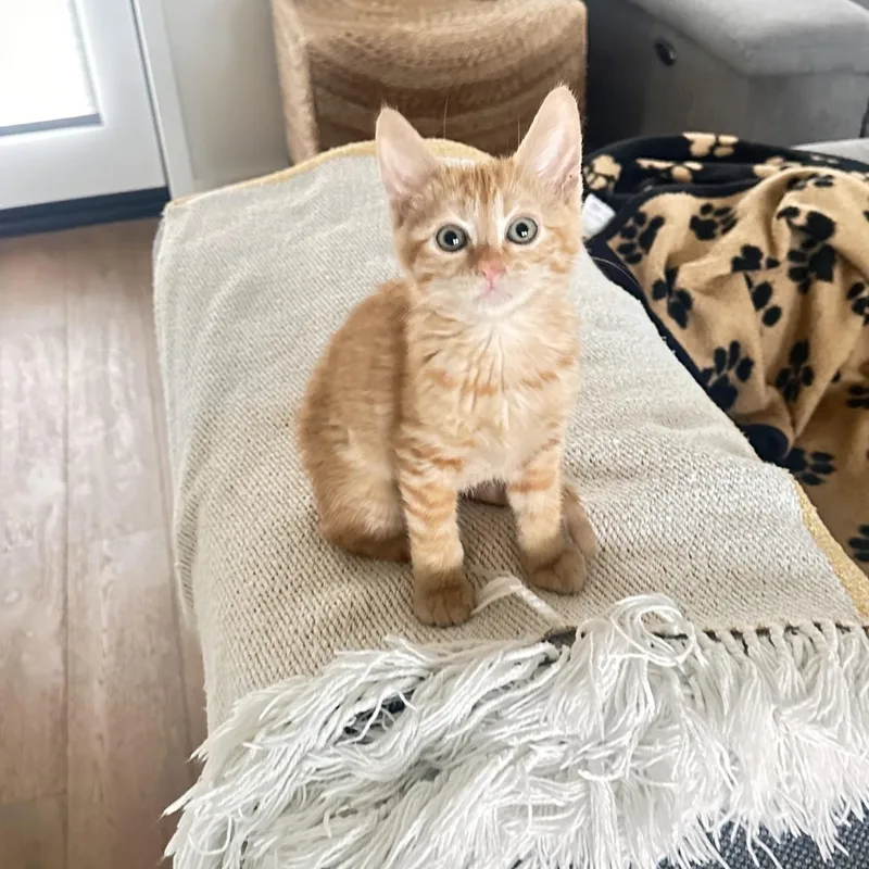 A young small-sized female Orange & White Domestic Short Hair cat named Poppy for adoption in Los Angeles, CA