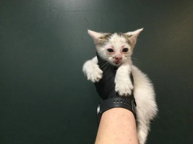 A young small-sized male Domestic Short Hair cat named Keaton for adoption in Thousand Palms, CA