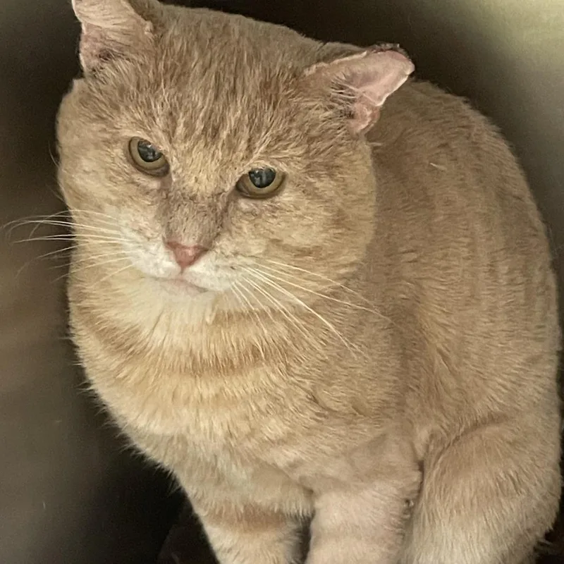 An adult large-sized male Buff / Tan / Fawn Domestic Short Hair cat named Garfield for adoption in Gloucester, VA