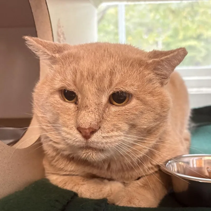 Garfield thumbnail 2