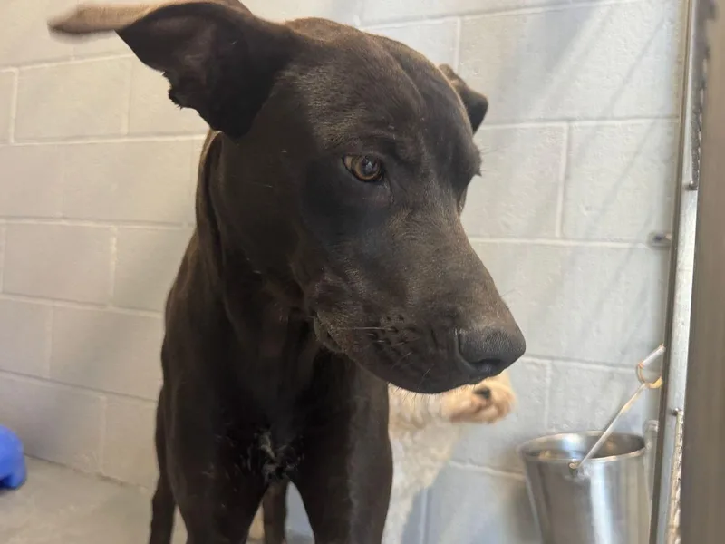 An adult medium-sized male Black Labrador Retriever dog named Lou for adoption in Kingman, AZ