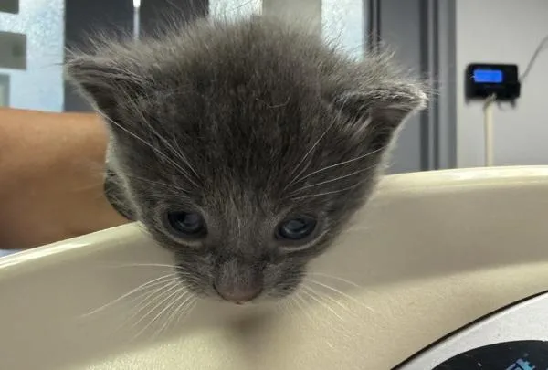 A baby small-sized male Domestic Short Hair cat named Oleander for adoption in Salisbury, MD