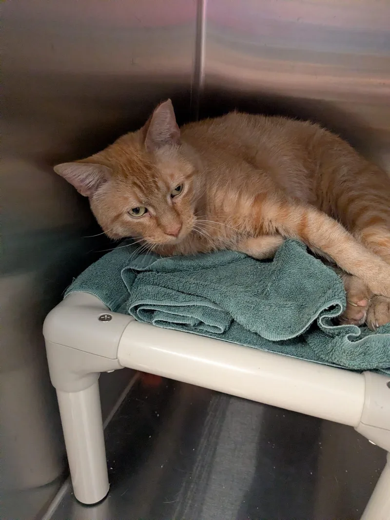 An adult large-sized male Tabby (Orange / Red) Domestic Short Hair cat named Donald Duck for adoption in Evanston, IL