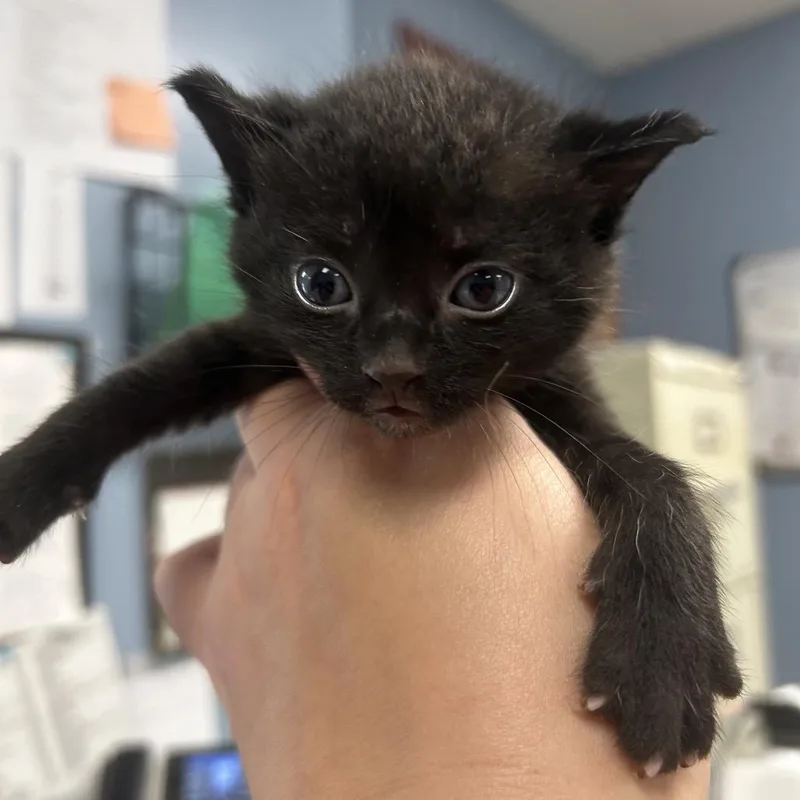 A baby small-sized male Black Domestic Short Hair cat named Louie for adoption in St Joseph, MO