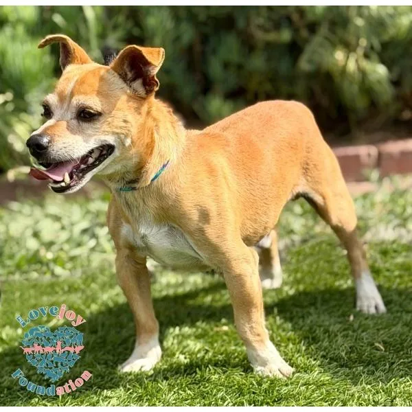 An adult small-sized male Yellow / Tan / Blond / Fawn Chihuahua dog named Paco HB for adoption in Inglewood, CA