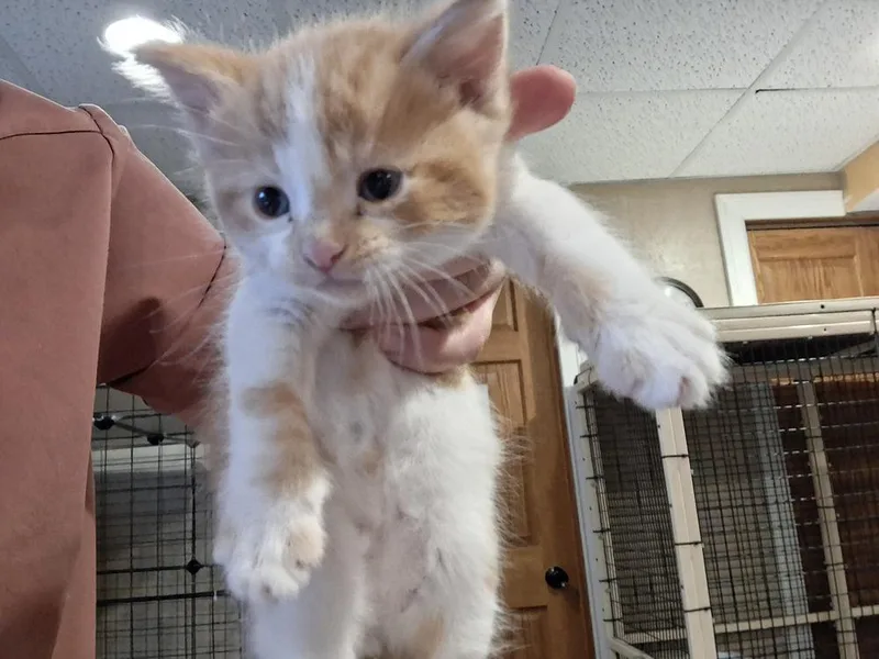 A baby small-sized male Domestic Short Hair cat named Baloney G. for adoption in Peoria, IL