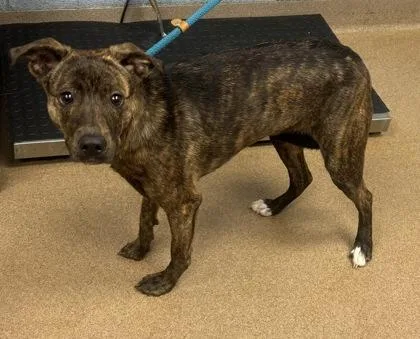 An adult medium-sized female Mixed Breed dog named Barcelona for adoption in Chamblee, GA