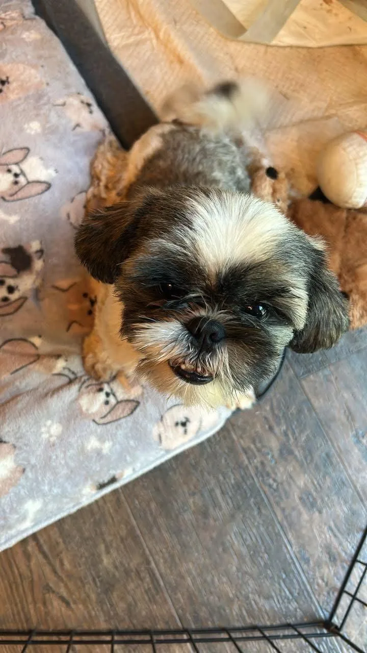 A young medium-sized male Shih Tzu dog named Bart for adoption in Greenville, SC