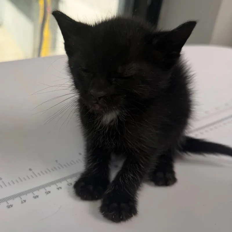 A baby small-sized male Black Domestic Short Hair cat named Joey for adoption in Columbiana, AL