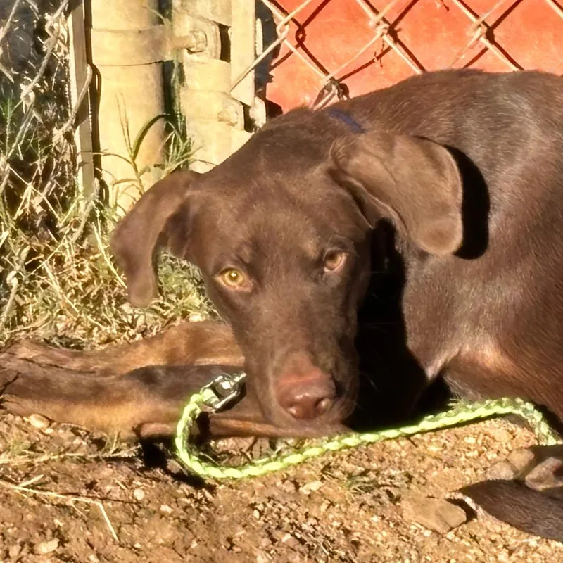 An adult medium-sized male Brown / Chocolate Labrador Retriever dog named Dubai Chocolate for adoption in Austin, TX