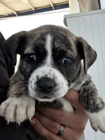 A baby medium-sized female Australian Cattle Dog / Blue Heeler dog named C.j. for adoption in Bakersfield, CA