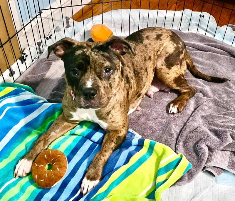 A young medium-sized female Pit Bull Terrier dog named Granite for adoption in Rockville, MD
