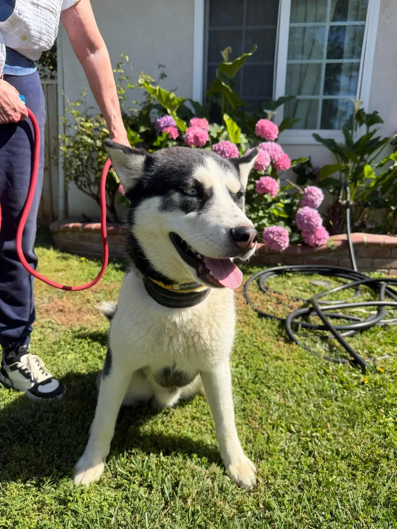 A young medium-sized male Husky dog named Cooper for adoption in santa monica, CA