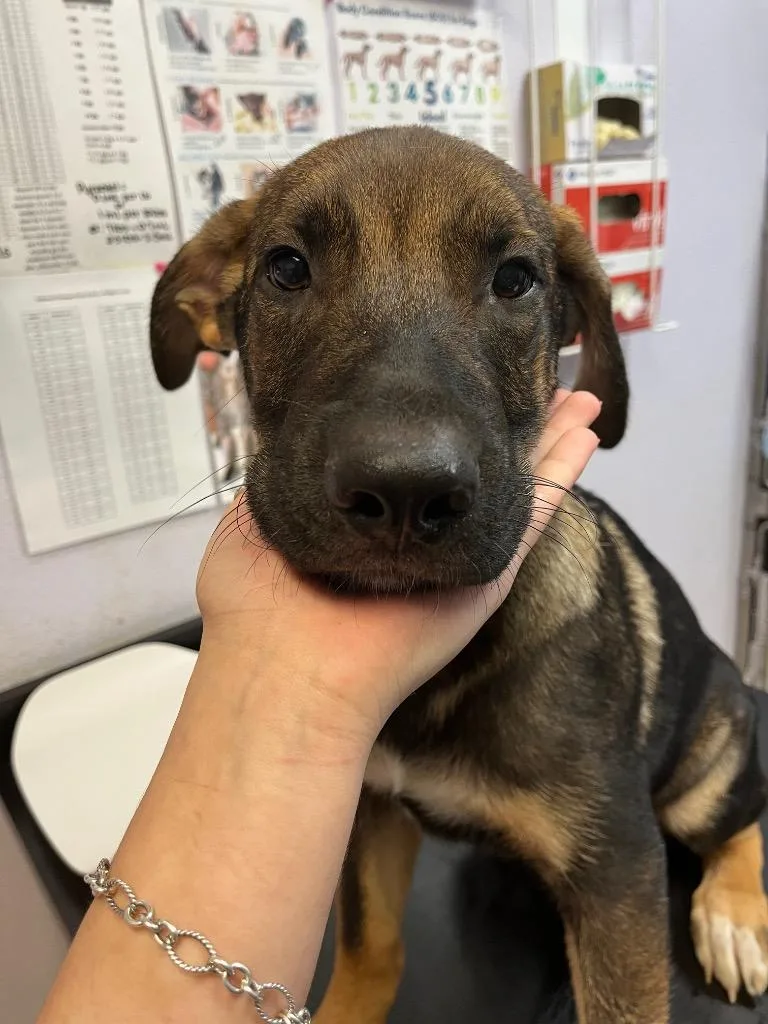 A baby medium-sized male German Shepherd Dog dog named Grasshopper for adoption in New Braunfels, TX