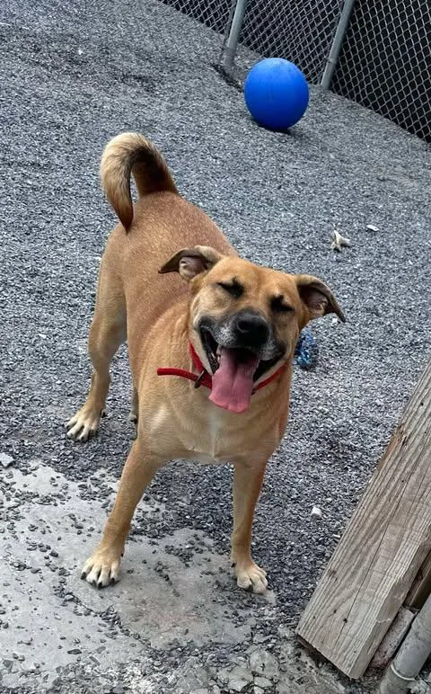 Myla