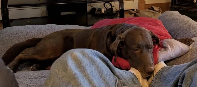 Shirley Courtesy Listing