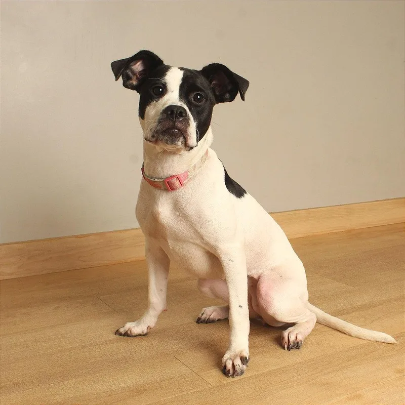 A young medium-sized female White / Cream Boxer dog named Sweet Baby D for adoption in Minnetonka, MN