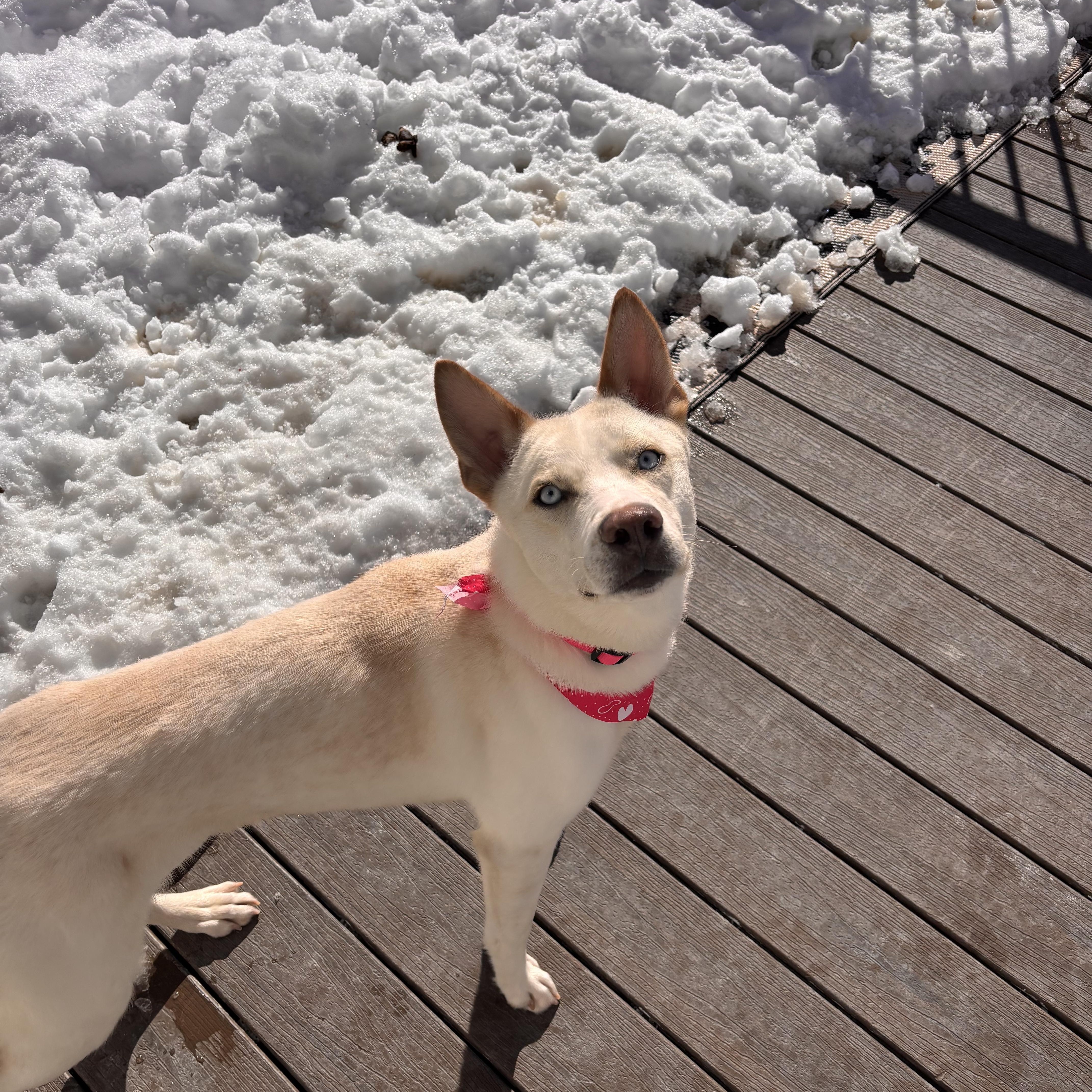 Snow White thumbnail 3