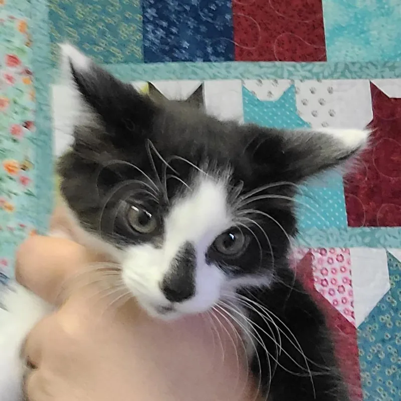 Otis