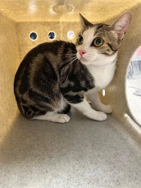 A young small-sized female Domestic Short Hair cat named Tuesday for adoption in Lancaster, CA