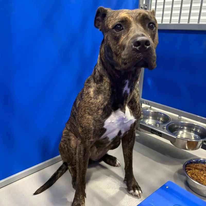 An adult medium-sized female Brindle American Staffordshire Terrier dog named Molly KCAC . for adoption in Kerrville, TX