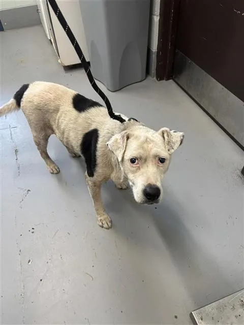 An adult medium-sized female Labrador Retriever dog named Patty Cake for adoption in Corpus Christi, TX