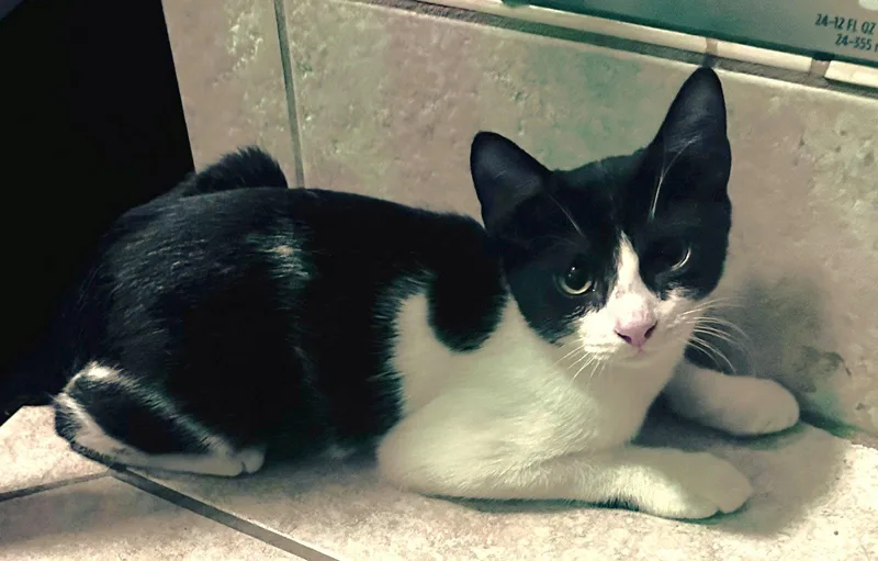 A baby small-sized male Black & White / Tuxedo Domestic Short Hair cat named Pepper C Jones for adoption in Saunderstown, RI