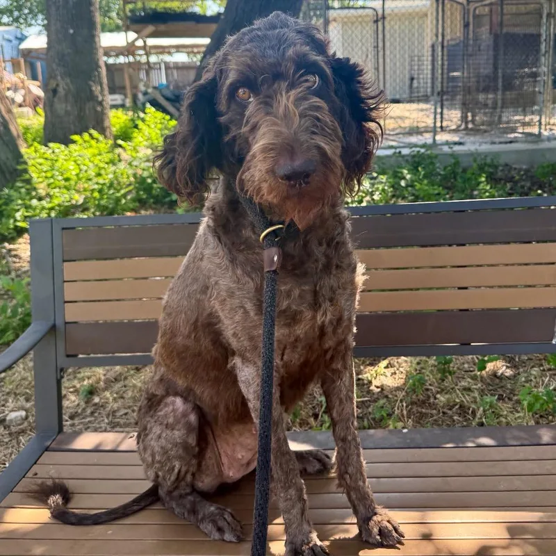 An adult medium-sized female Brown / Chocolate Mixed Breed dog named Pookie for adoption in Leander, TX