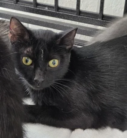 An adult medium-sized female Domestic Short Hair cat named Prudence Winifred for adoption in West Memphis, AR