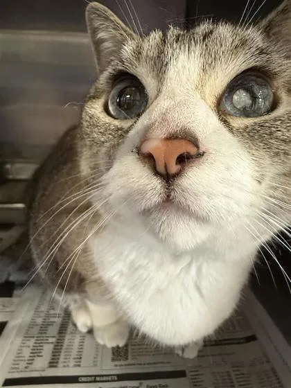 An adult small-sized female Domestic Short Hair cat named Mina for adoption in Largo, FL