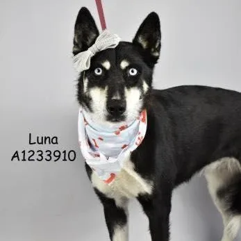 Ginny & Luna thumbnail 5