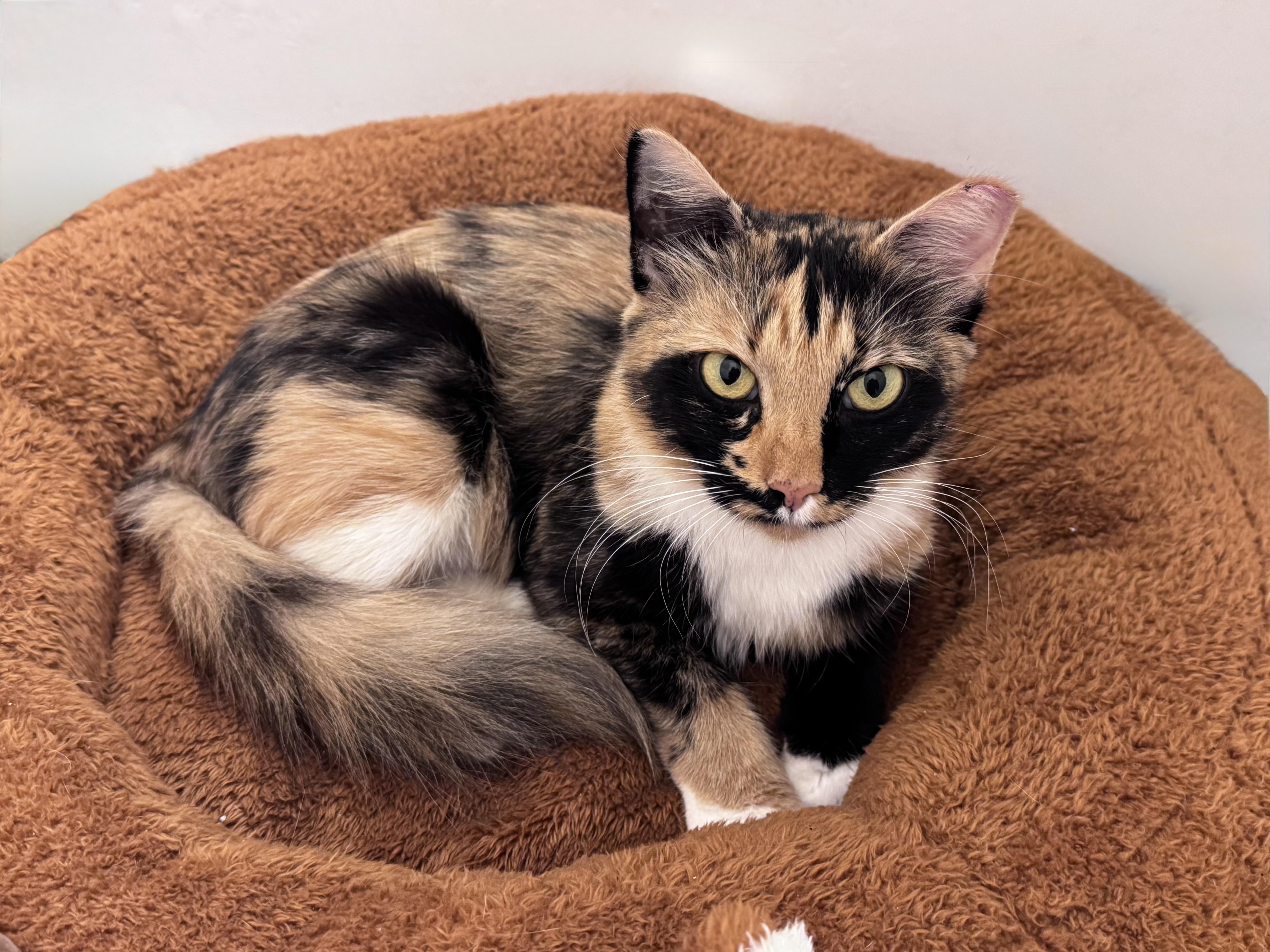 A young medium-sized female Tortoiseshell cat named Cleopatra for adoption in Houston, TX