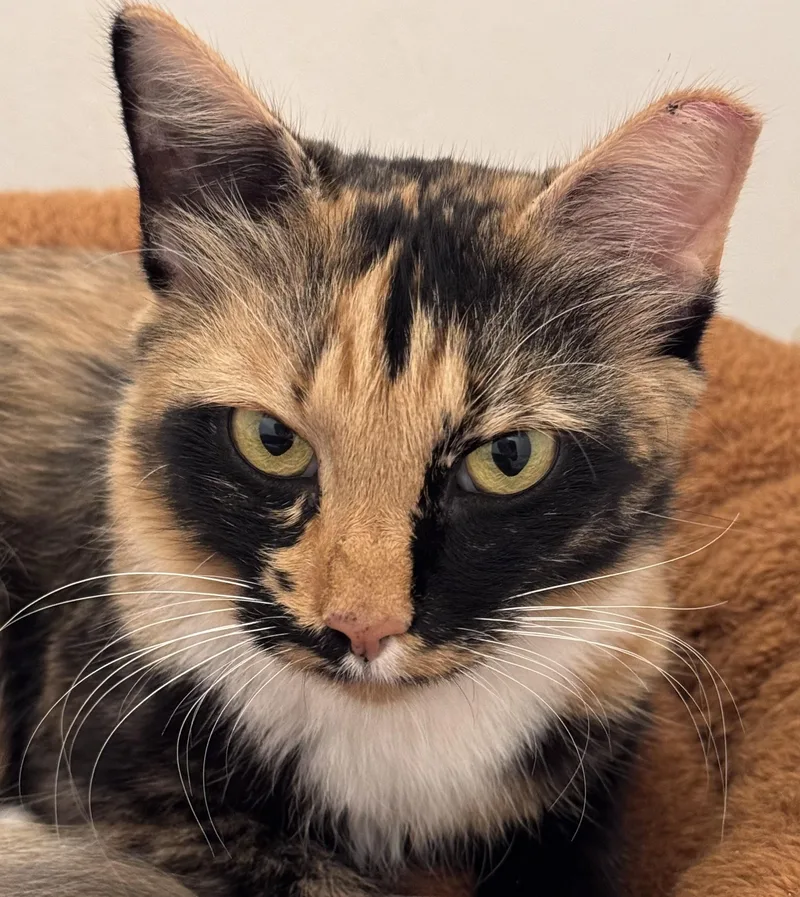 Cleopatra thumbnail 2