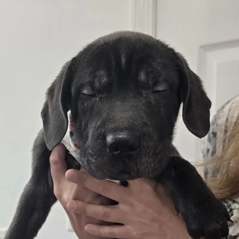 A baby medium-sized female Brown / Chocolate Labrador Retriever dog named Juliana for adoption in Lenoir, NC