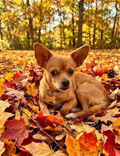 A baby small-sized female Chihuahua dog named Ember for adoption in Lincolnshire, IL