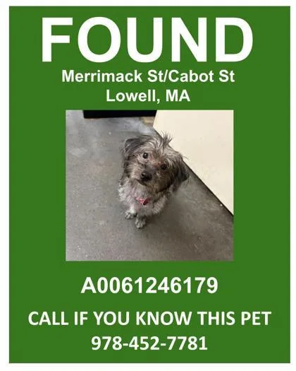 A young small-sized female Mixed Breed dog named Piddle for adoption in Lowell, MA