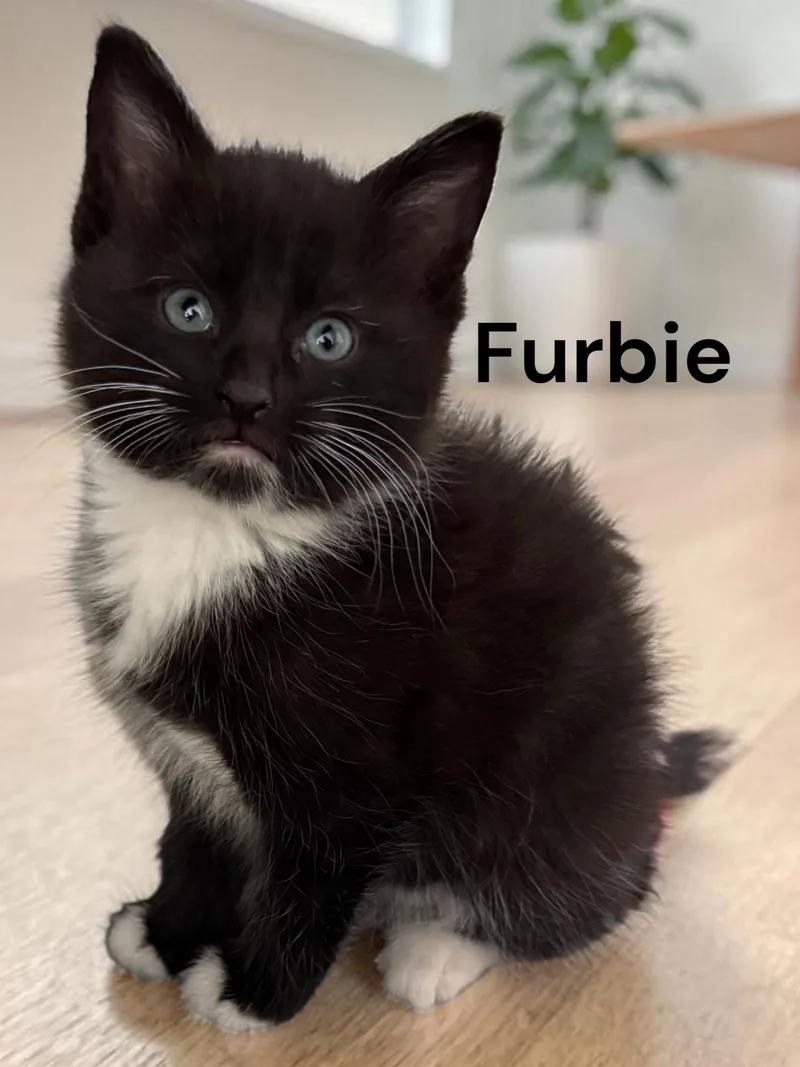 A baby medium-sized male Black & White / Tuxedo Domestic Short Hair cat named Furbie for adoption in Weems, VA