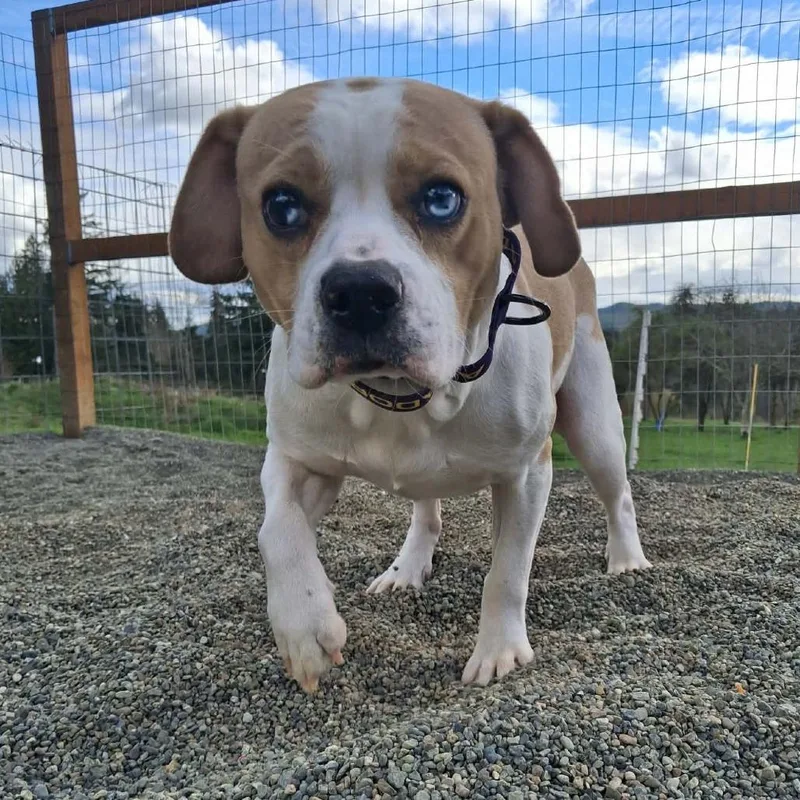 An adult medium-sized male White / Cream Beagle dog named Bingo for adoption in Oakville, WA