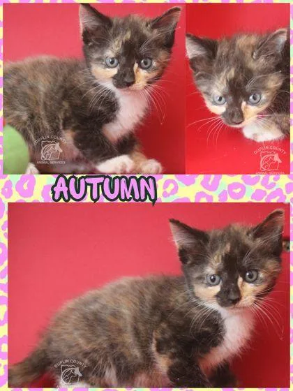 Autumn