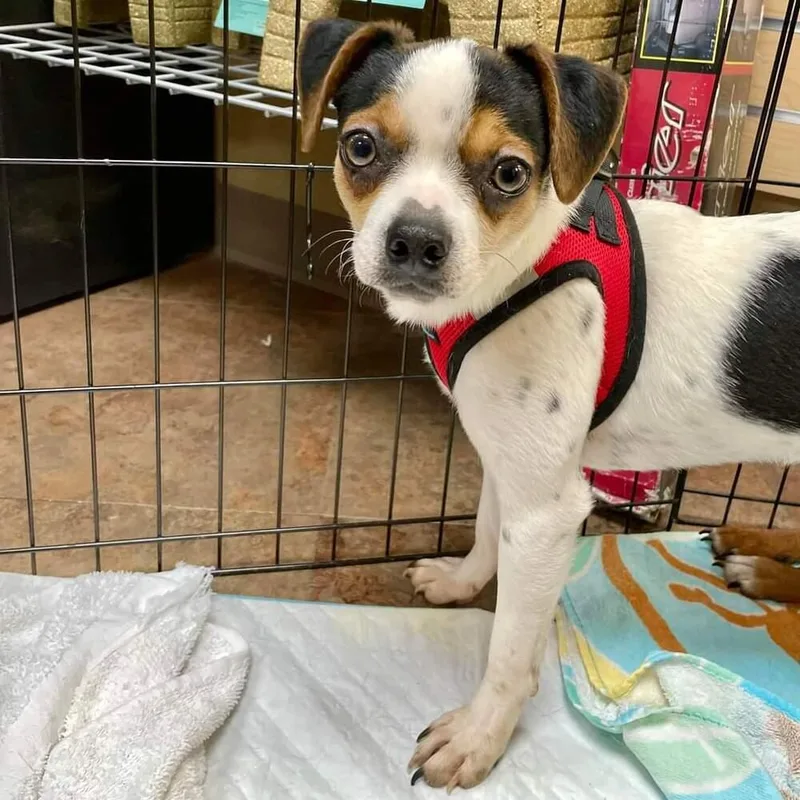 A young small-sized male Dachshund dog named Andy for adoption in Aurora, CO