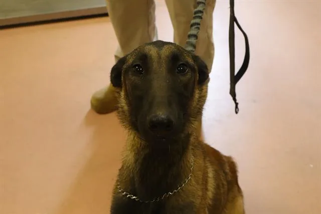 A young large-sized female Mixed Breed dog named Scout for adoption in Columbia, SC