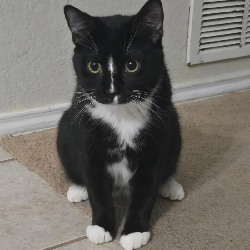 Fer Sure thumbnail 2