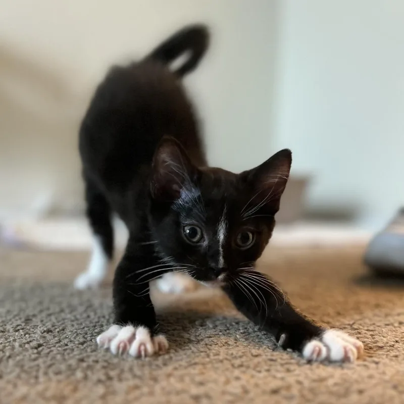 Fer Sure thumbnail 3