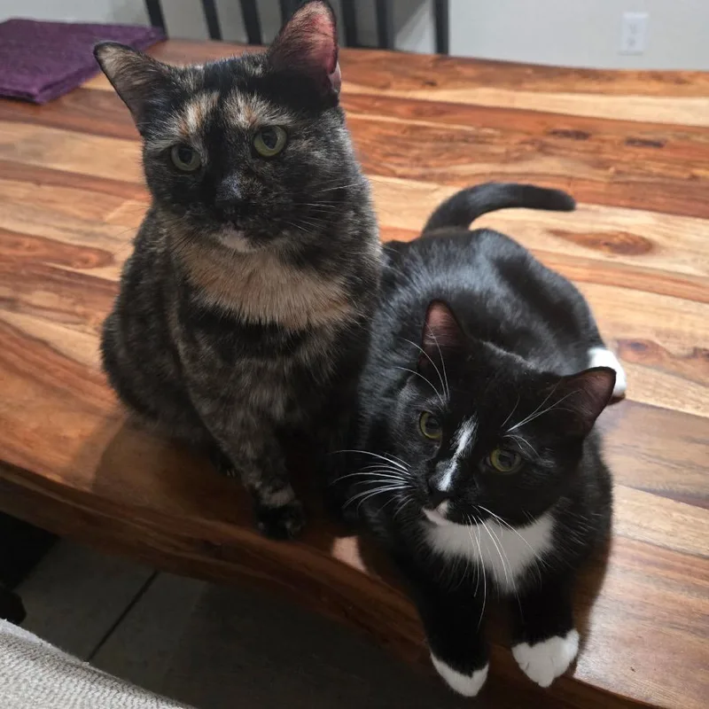 Fer Sure thumbnail 4