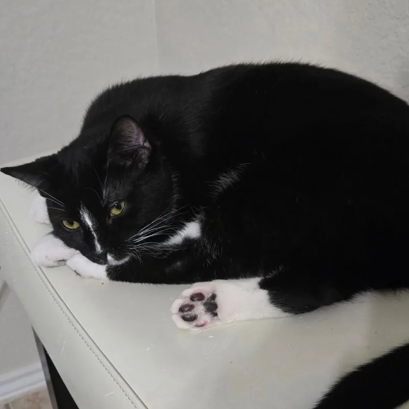 Fer Sure thumbnail 5