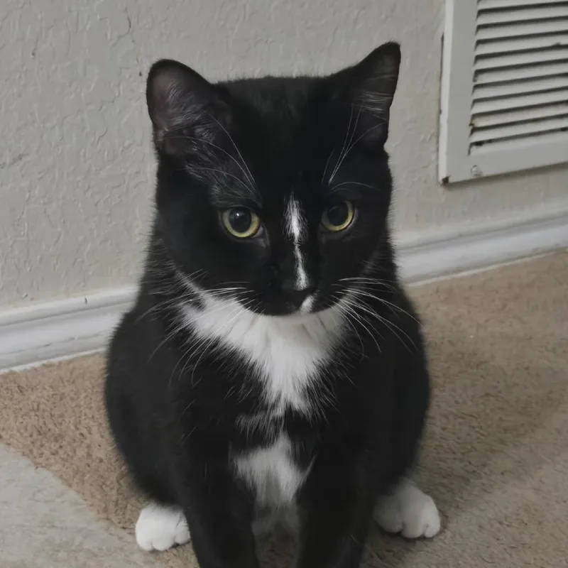 Fer Sure thumbnail 6